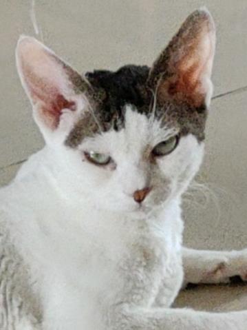 剛穿合歡就被長老拿下啦 剛穿合歡就被長老拿下啦